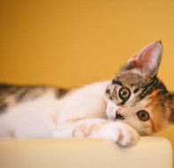 校盈易家校app重新定义培训学校与家长的沟通方式!